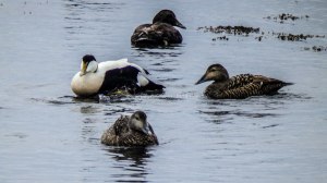 Islande à vélo 2014, autour de Hofn