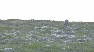 Islande à vélo 2014, renard polaire