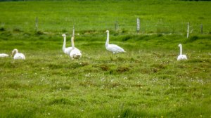 Islande à vélo 2014, au bord de la route
