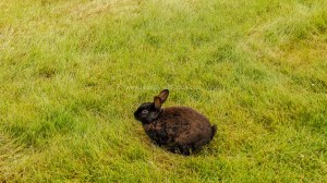 Islande à vélo 2014, un lapin à la sortie de Reykjavik