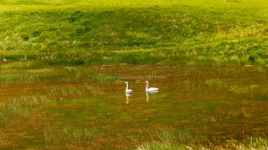 Islande à vélo 2014, cygnes en bordure de route