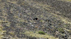 Islande à vélo 2014