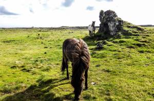 Islande à vélo 2014, chevaux autour de grindavik