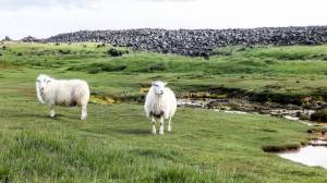 Islande à vélo 2014, moutons à grindavik