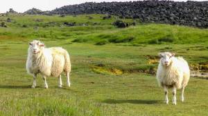 Islande à vélo 2014, moutons à Grindavik