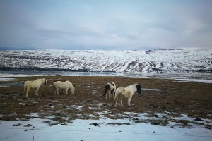 Chevaux à la sortie de Akureyri, au pied du fjord, en Islande à vélo en hiver