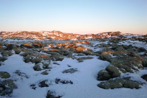 Mousse volcanique sur un champ de lave enneigé, en Islande à vélo en hiver